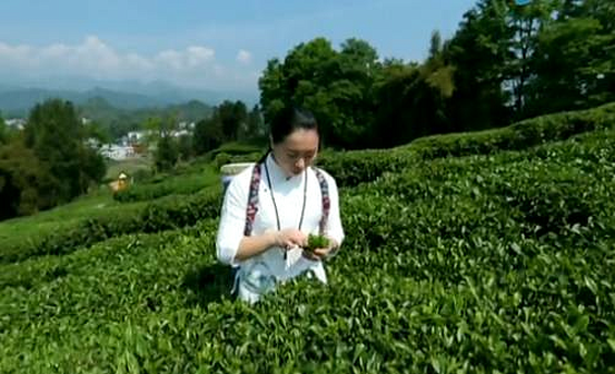 恩施富硒茶 哪种好（恩施富硒茶市场定位分析）-硒宝网