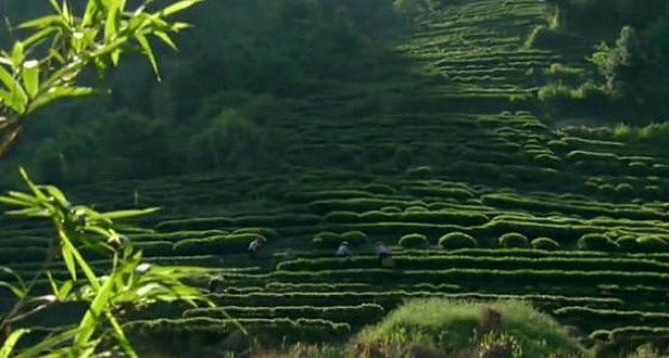 恩施富硒茶 哪种好（恩施富硒茶市场定位分析）-硒宝网