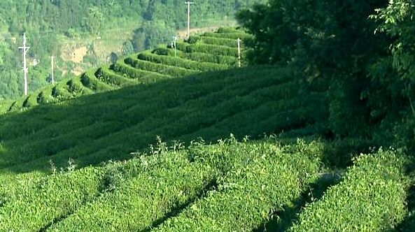 恩施富硒茶 哪种好（恩施富硒茶市场定位分析）-硒宝网