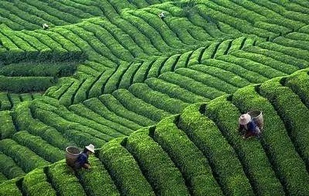 恩施富硒茶 哪种好（恩施富硒茶市场定位分析）-硒宝网