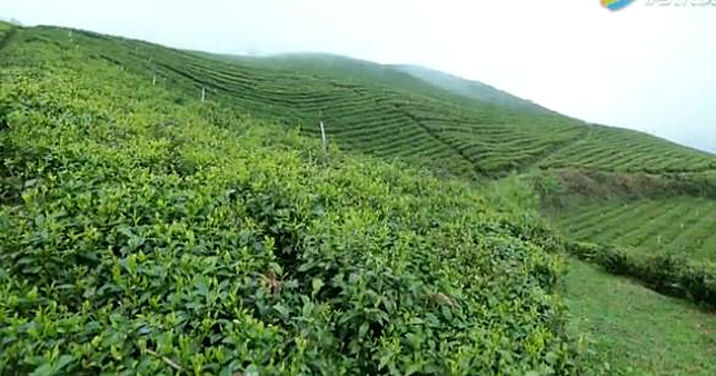 恩施富硒茶 哪种好（恩施富硒茶市场定位分析）-硒宝网