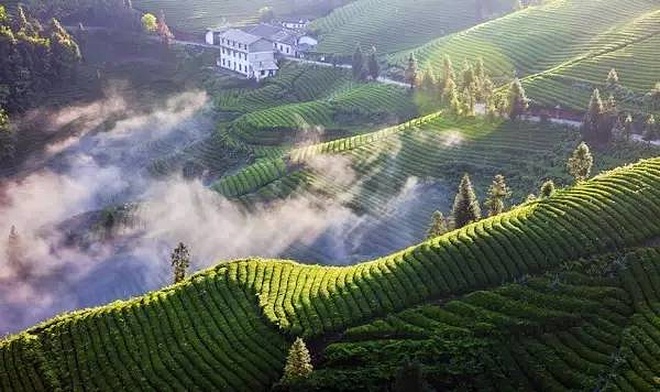 恩施富硒茶 哪种好（恩施富硒茶市场定位分析）-硒宝网