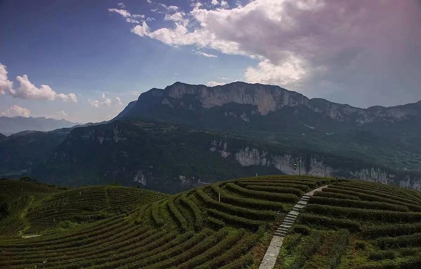 恩施富硒茶 哪种好（恩施富硒茶市场定位分析）-硒宝网