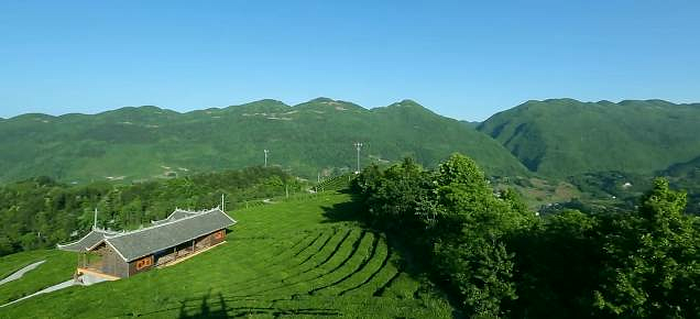 恩施富硒茶 哪种好（恩施富硒茶市场定位分析）-硒宝网