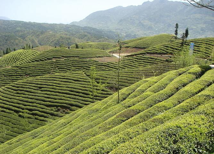 恩施富硒茶 哪种好（恩施富硒茶市场定位分析）-硒宝网
