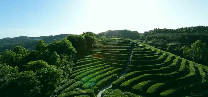 恩施富硒茶 哪种好（恩施富硒茶市场定位分析）-硒宝网