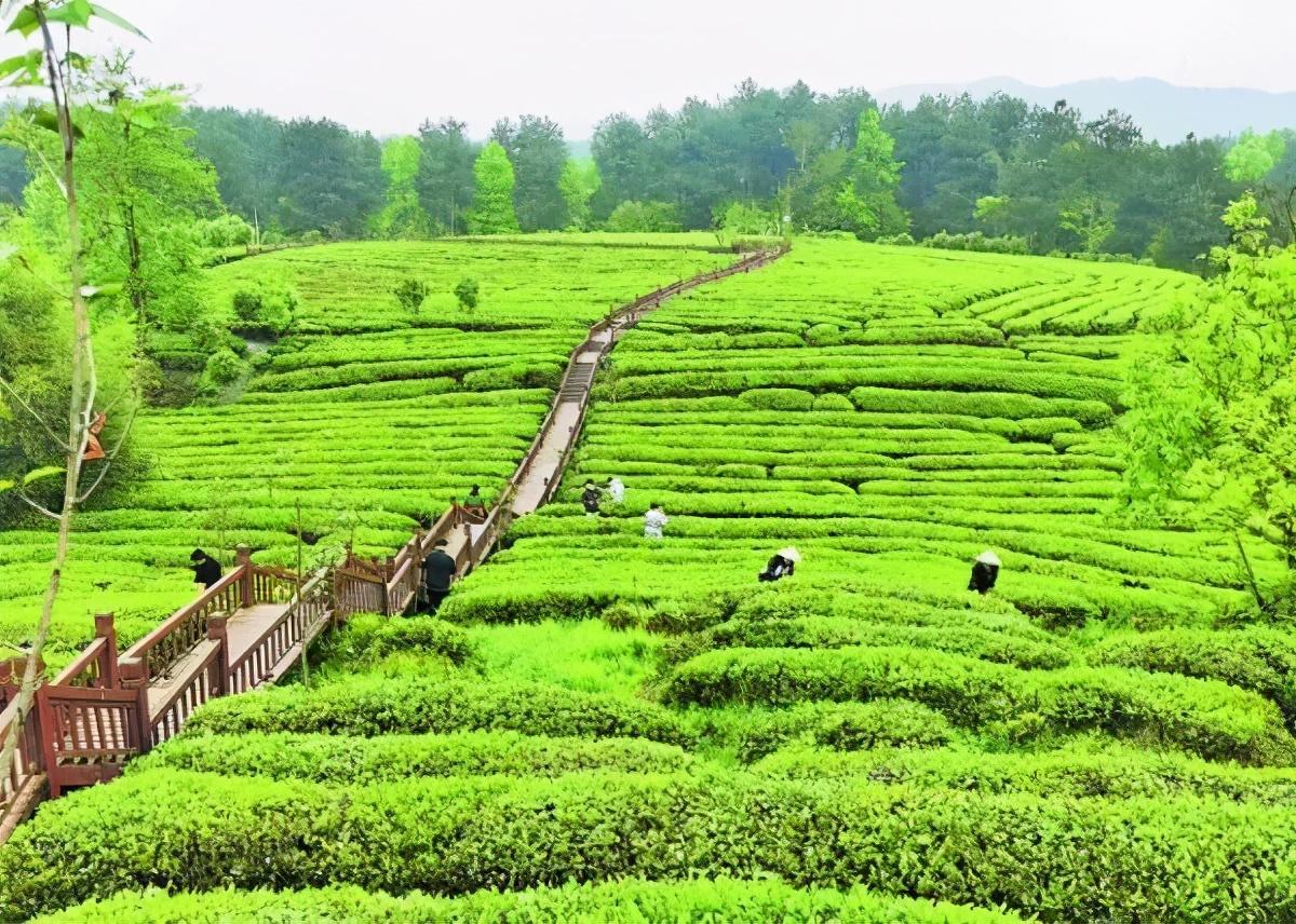 贵州富硒茶宣传视频(贵州富硒茶叶价格表)-硒宝网