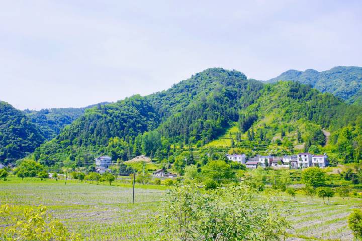 天未然富硒绞股蓝茶(富硒绞股蓝龙须茶价格)-硒宝网