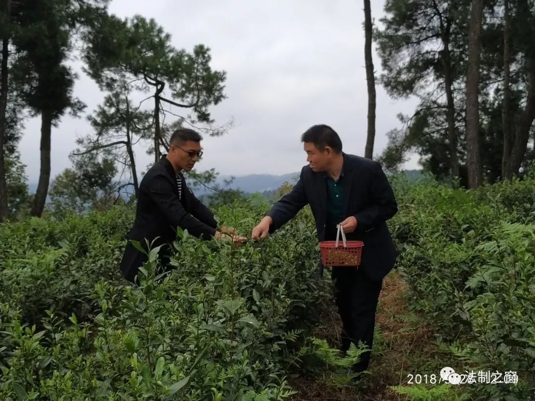 龙井43号 富硒茶(龙井硒含量)-硒宝网