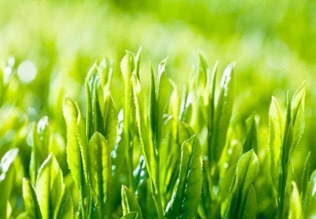 安康富硒茶品质特点(安康茶品质特点富硒是什么)-硒宝网