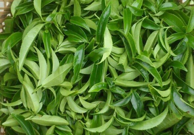 安康富硒茶品质特点(安康茶品质特点富硒是什么)-硒宝网