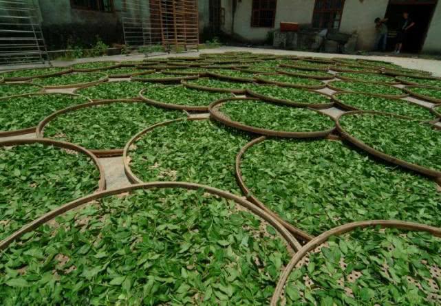 安康富硒茶品质特点(安康茶品质特点富硒是什么)-硒宝网