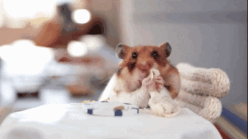 补铁吃什么药（吃补铁的药要吃多久）-硒宝网