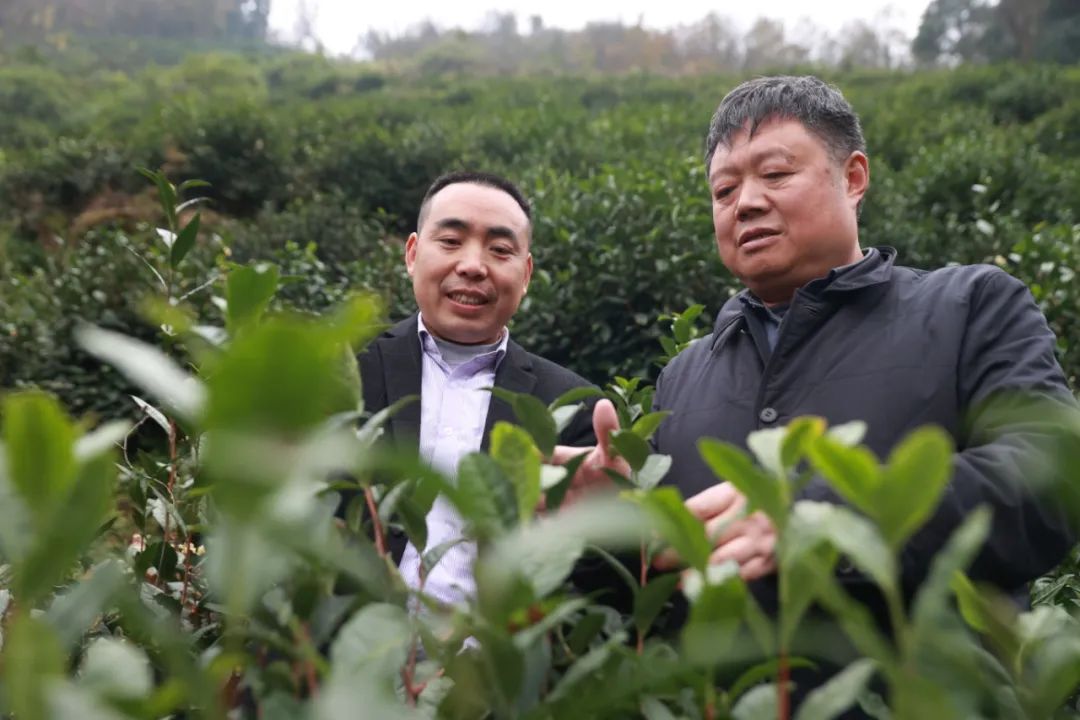 紫阳富硒茶qs认证（紫阳富硒茶厂）-硒宝网