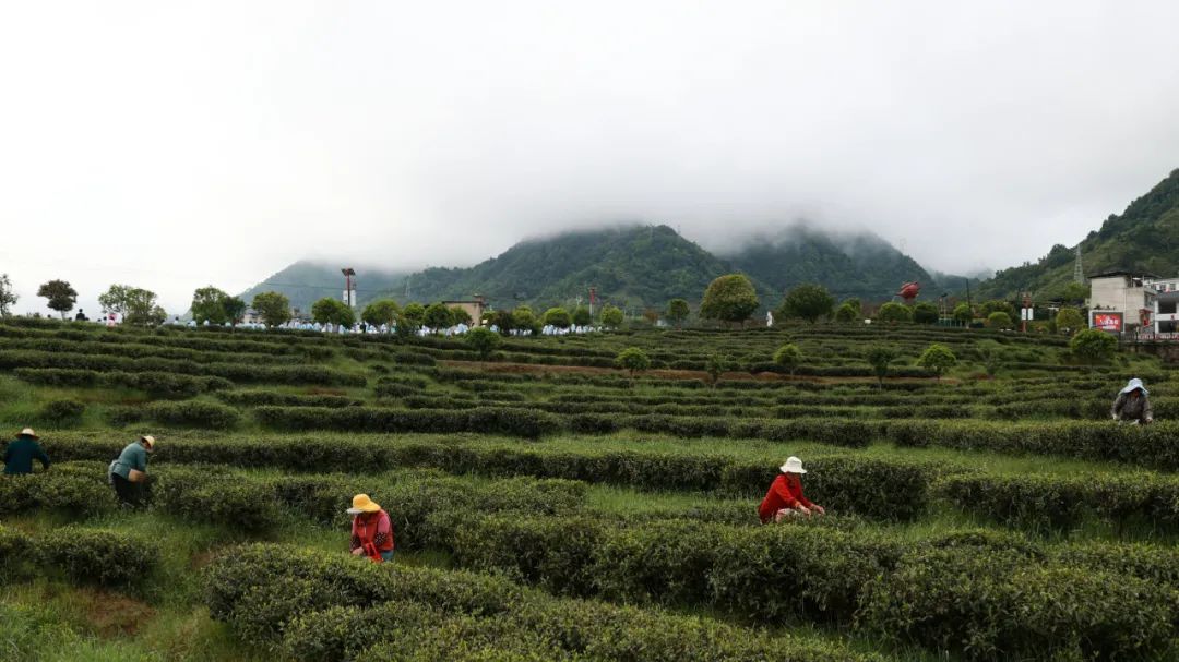 紫阳富硒茶qs认证(紫阳富硒茶品牌价值)-硒宝网