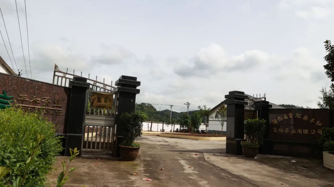 紫阳富硒茶qs认证(紫阳富硒茶品牌价值)-硒宝网