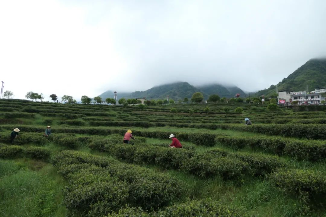 紫阳富硒茶qs认证(紫阳富硒茶品牌价值)-硒宝网