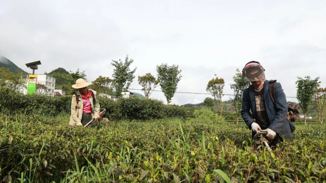 紫阳富硒茶qs认证(紫阳富硒茶品牌价值)-硒宝网