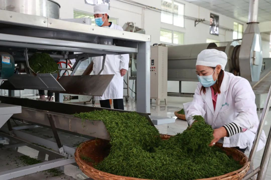 紫阳富硒茶qs认证(紫阳富硒茶品牌价值)-硒宝网