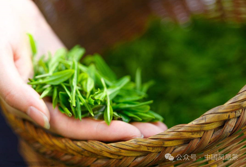 陕西茶叶紫阳富硒茶（紫阳富硒茶文化）-硒宝网
