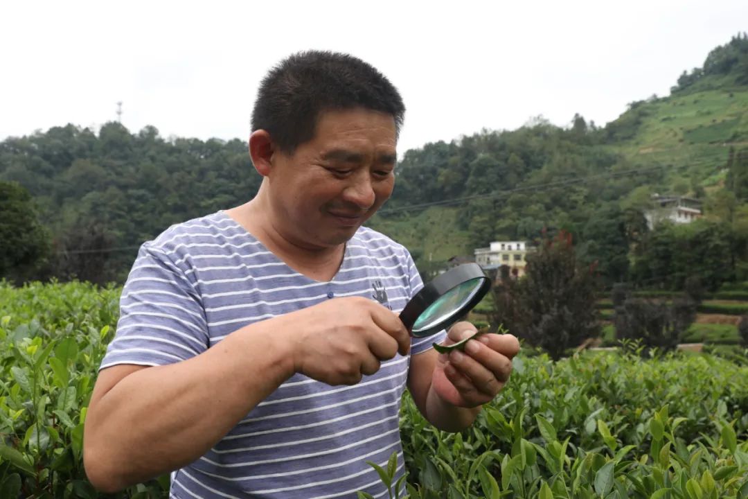 紫阳富硒茶qs认证（紫阳富硒茶哪个牌子好）-硒宝网