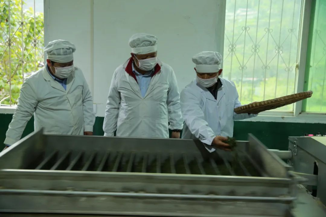 紫阳富硒茶qs认证（紫阳富硒茶哪个牌子好）-硒宝网