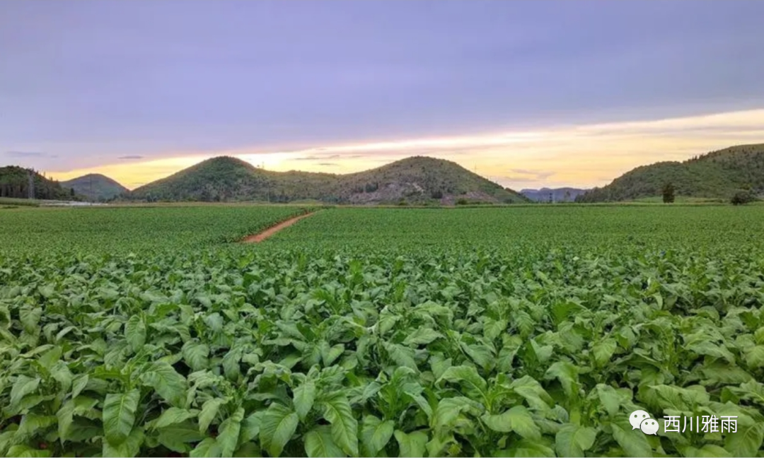 紫阳富硒茶银针价格(紫阳银针是绿茶吗)-硒宝网