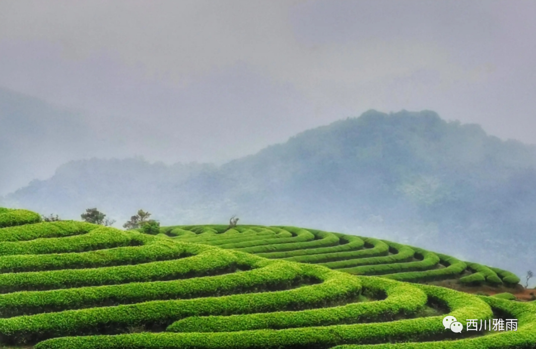 紫阳富硒茶银针价格(紫阳银针是绿茶吗)-硒宝网