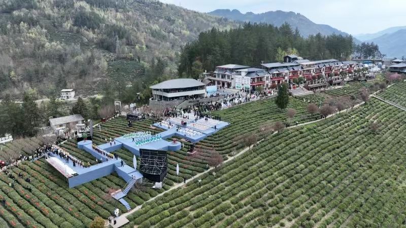 陕西茶叶富硒茶企业（陕南富硒茶叶）-硒宝网