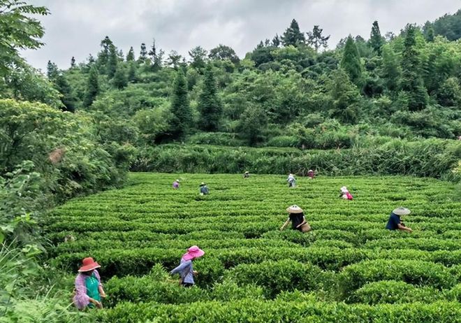 永州富硒有机茶项目(硒州茶行)-硒宝网
