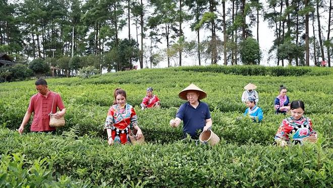 永州富硒有机茶项目(硒州茶行)-硒宝网