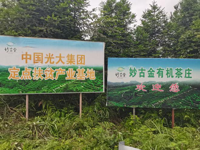 永州富硒有机茶项目(硒州茶行)-硒宝网