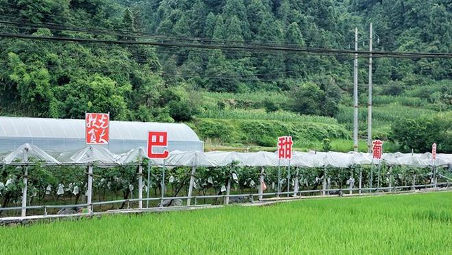 永州富硒有机茶项目(硒州茶行)-硒宝网