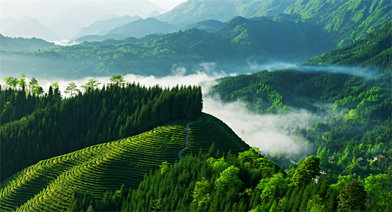 成都富硒有机茶提供(紫阳富硒茶属于什么茶)-硒宝网