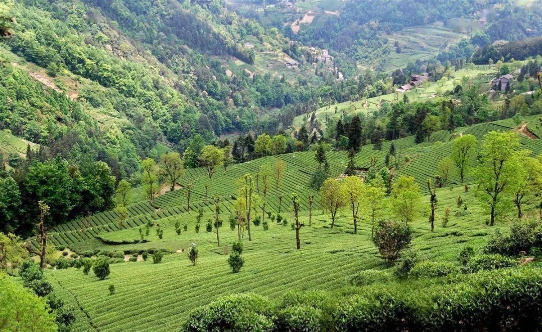 武汉富硒茶玉露厂家（湖北玉露茶）-硒宝网