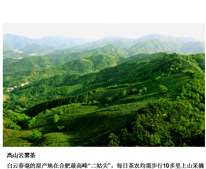 石台天方富硒茶公司（石台富硒茶的功效与作用）-硒宝网