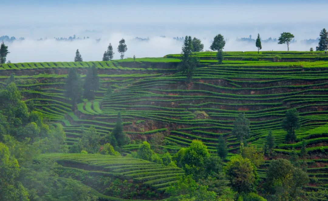 成都富硒有机茶提供（恩施玉露富硒茶）-硒宝网