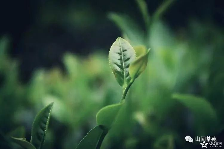 陕西紫阳富硒茶炒青（紫阳富硒茶绿茶）-硒宝网