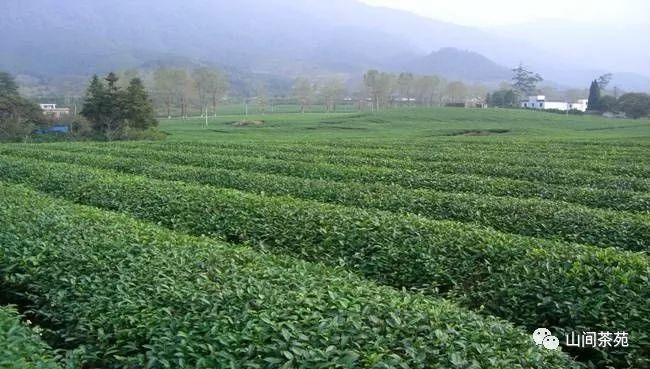 陕西紫阳富硒茶炒青（紫阳富硒茶绿茶）-硒宝网