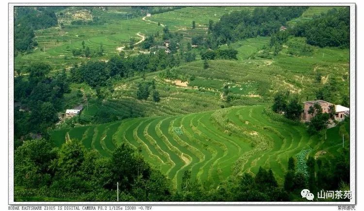 陕西紫阳富硒茶炒青（紫阳富硒茶绿茶）-硒宝网