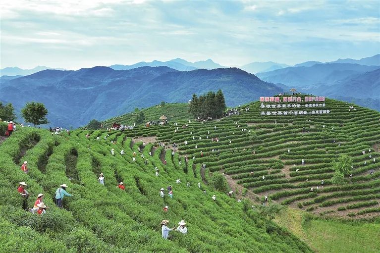 女娲故里平利富硒茶（平利女娲茶价格表打?。?硒宝网