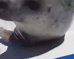 食补锌什么食物最佳（锌的食补都有哪些）-硒宝网