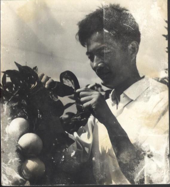 青龙春 富硒茶价格(青龙茶介绍)-硒宝网