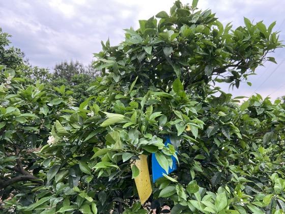 青龙春 富硒茶价格(青龙茶介绍)-硒宝网