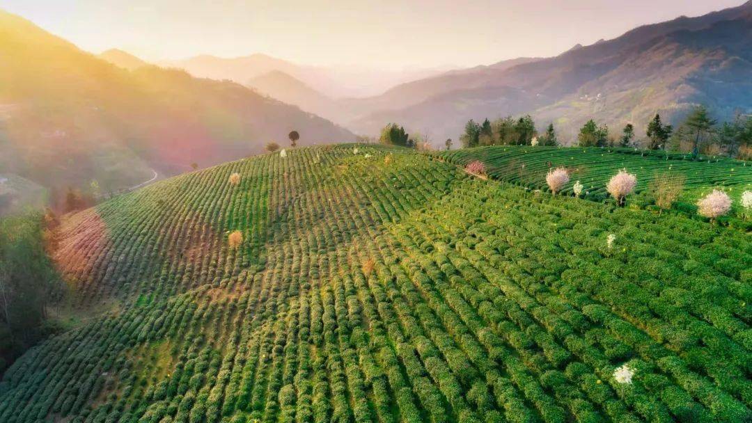 紫阳富硒茶发展困境(紫阳富硒茶核心产区)-硒宝网
