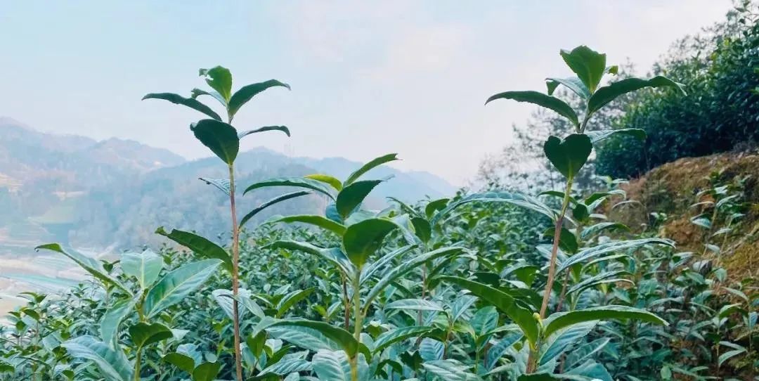 紫阳富硒茶采摘季节(紫阳富硒茶的竞争对手)-硒宝网