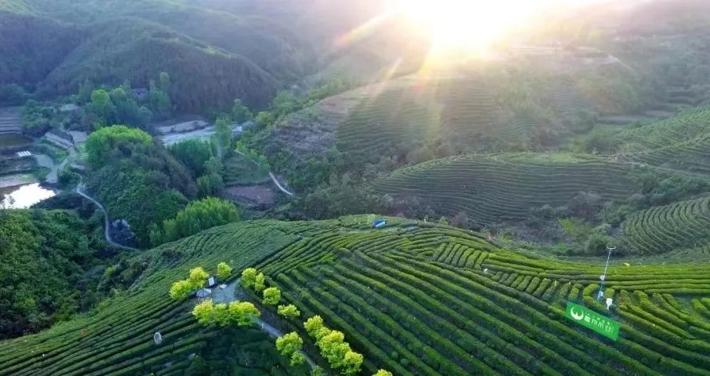 紫阳富硒茶采摘季节(紫阳富硒茶的竞争对手)-硒宝网