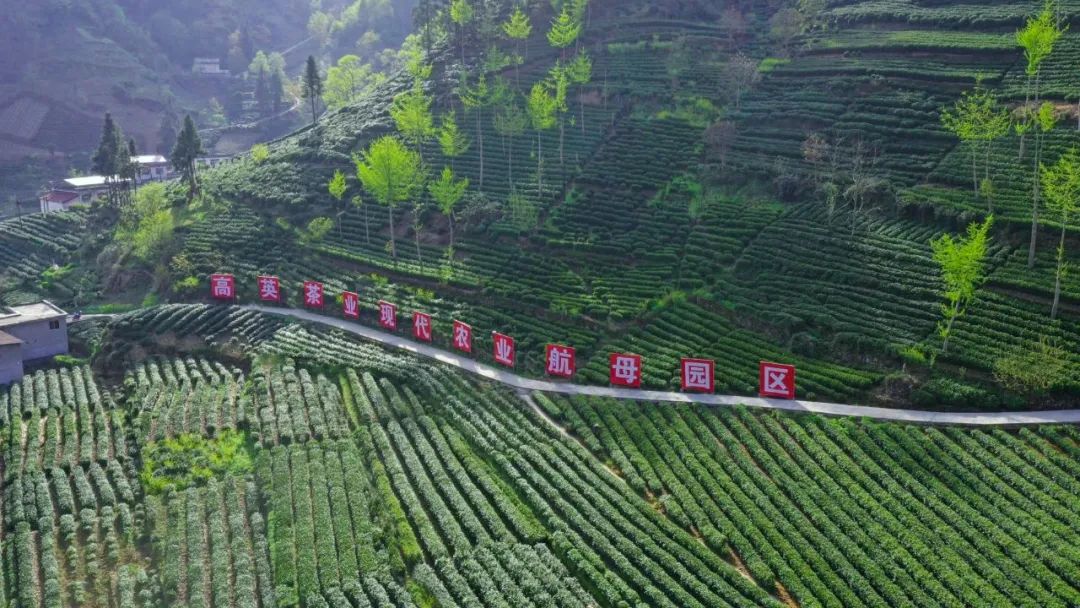 紫阳富硒茶采摘季节(紫阳富硒茶的竞争对手)-硒宝网