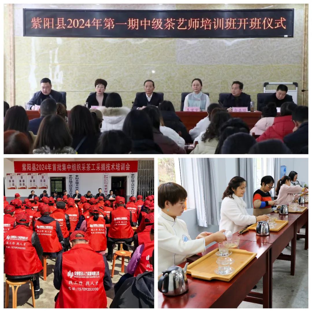 紫阳富硒茶采摘季节（紫阳富硒茶核心产区）-硒宝网