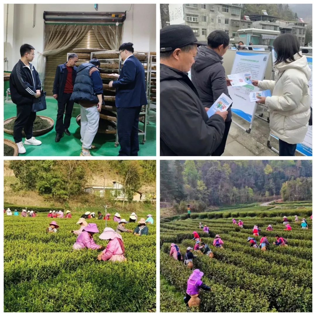 紫阳富硒茶采摘季节（紫阳富硒茶核心产区）-硒宝网